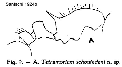 {Tetramorium schoutedeni}