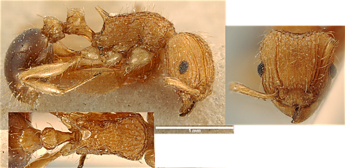 {Tetramorium schoutedeni}