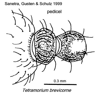 {Tetramorium brevicorne pedicel}