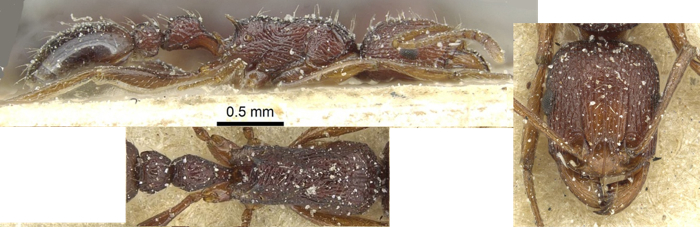 {Tetramorium sepositum}