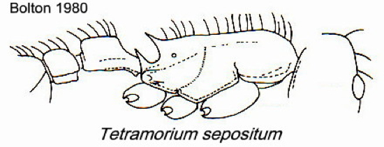 {Tetramorium sepositum}