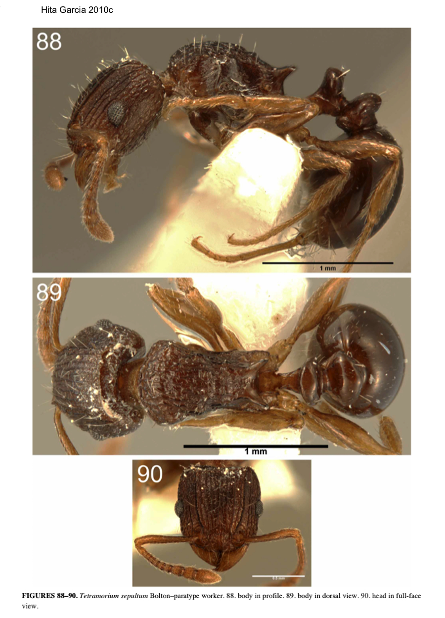 Tetramorium sepultum