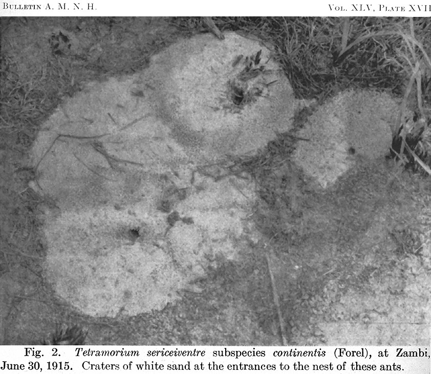 {Tetramorium sericeiventre nest}