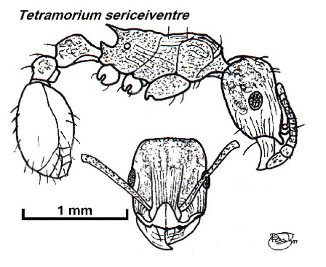 {Tetramorium sericeiventre from Nigeria}