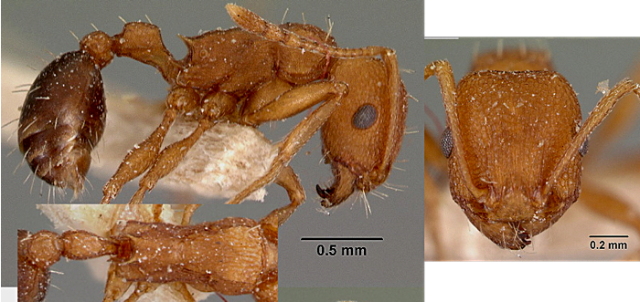 Tetramorium sericeiventre