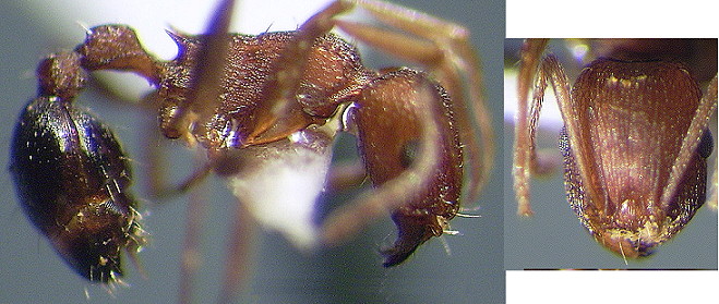 Tetramorium sericeiventre