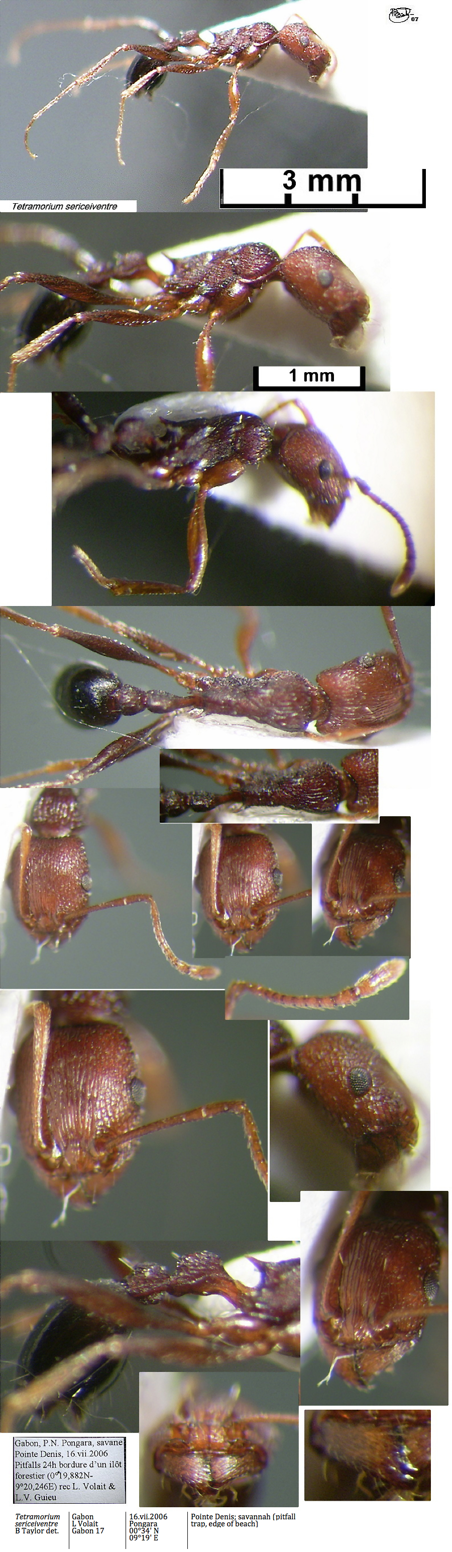 {Tetramorium sericeiventre hortensis}