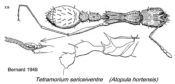 {Tetramorium sericeiventre}