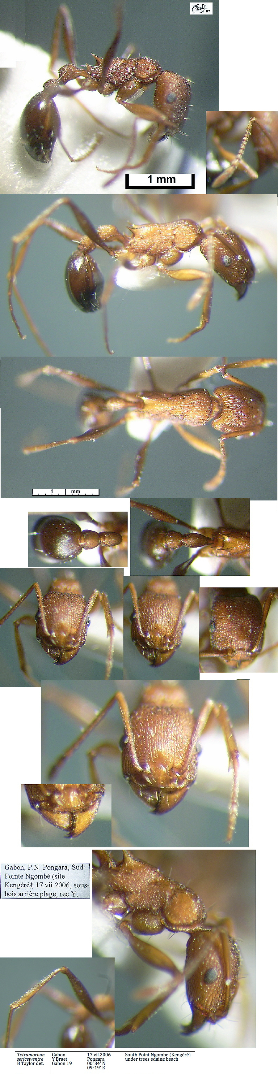 {Tetramorium sericeiventre type form}