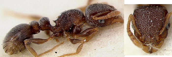 {Tetramorium sericeum}