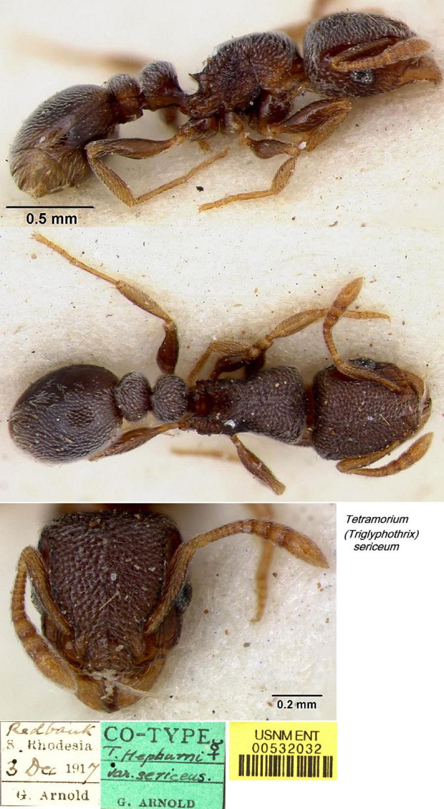 Tetramorium sericeum