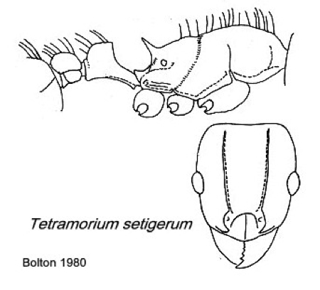 {Tetramorium setigerum}