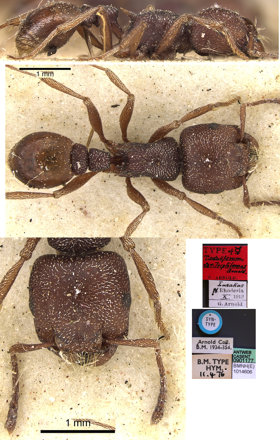 {Tetramorium setuliferum}