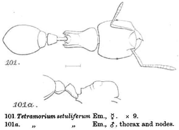 {Tetramorium setuliferum}