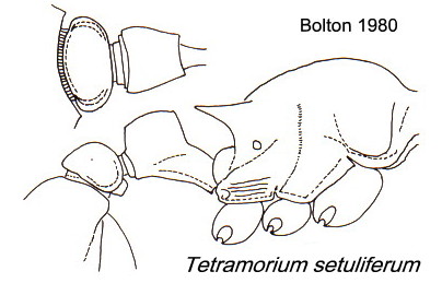 {Tetramorium setuliferum}