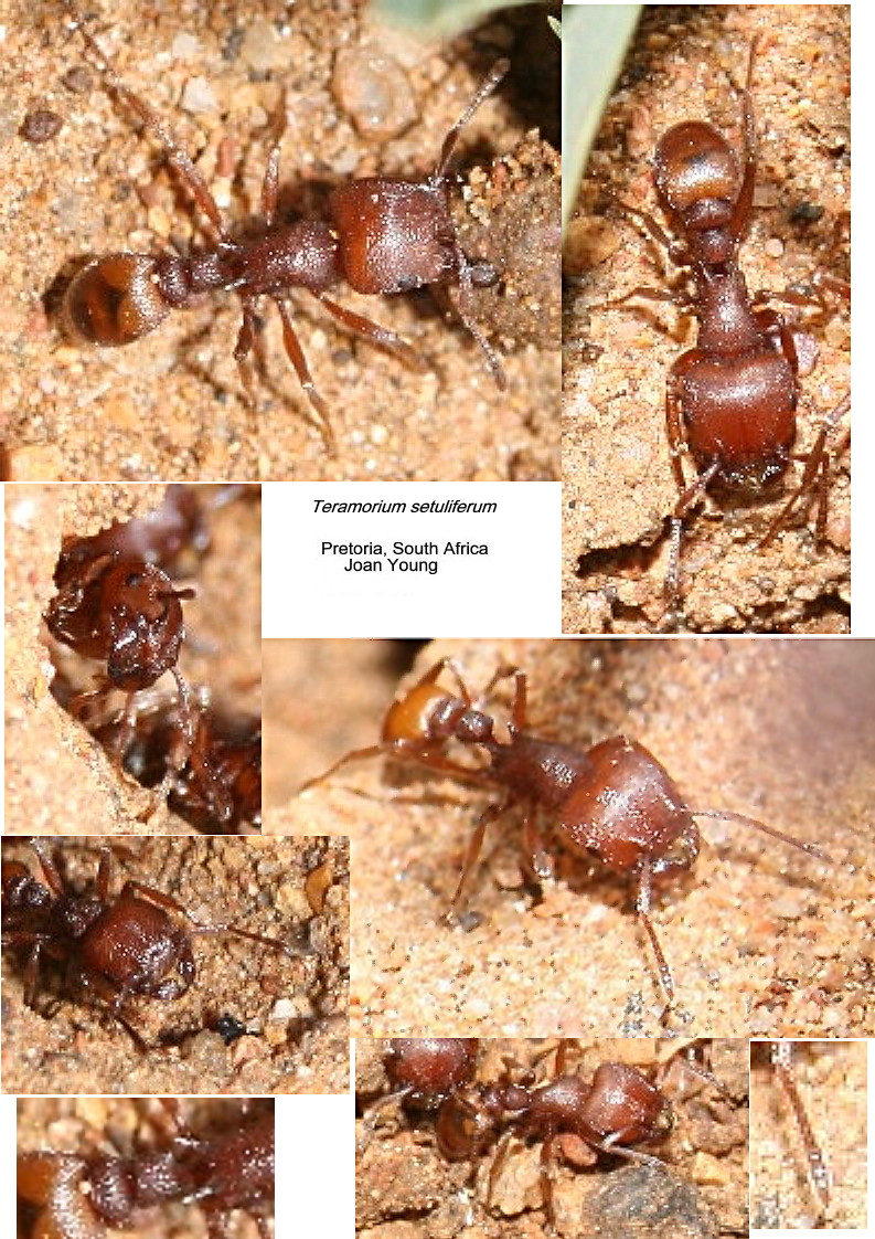 {Tetramorium setuliferum}