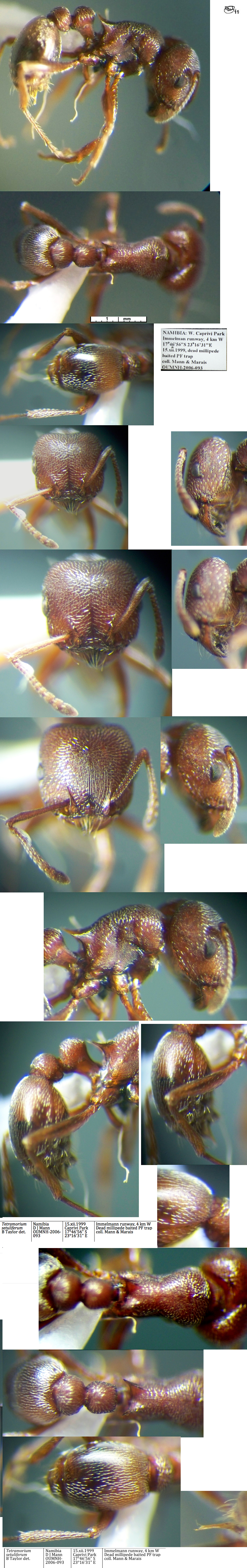 {Tetramorium setuliferum worker}