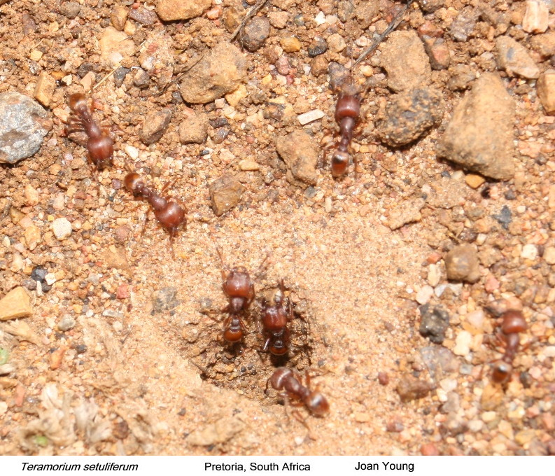 {Tetramorium setuliferum}