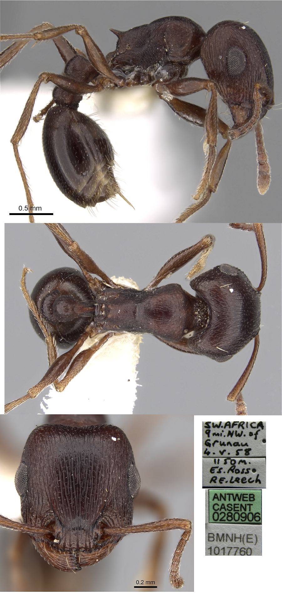 {Tetramorium signatum}