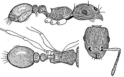 {Tetramorium signatum}