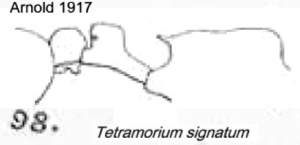 {Tetramorium signatum}