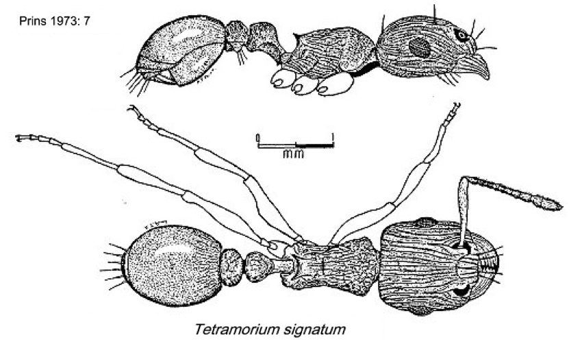 {Tetramorium signatum}