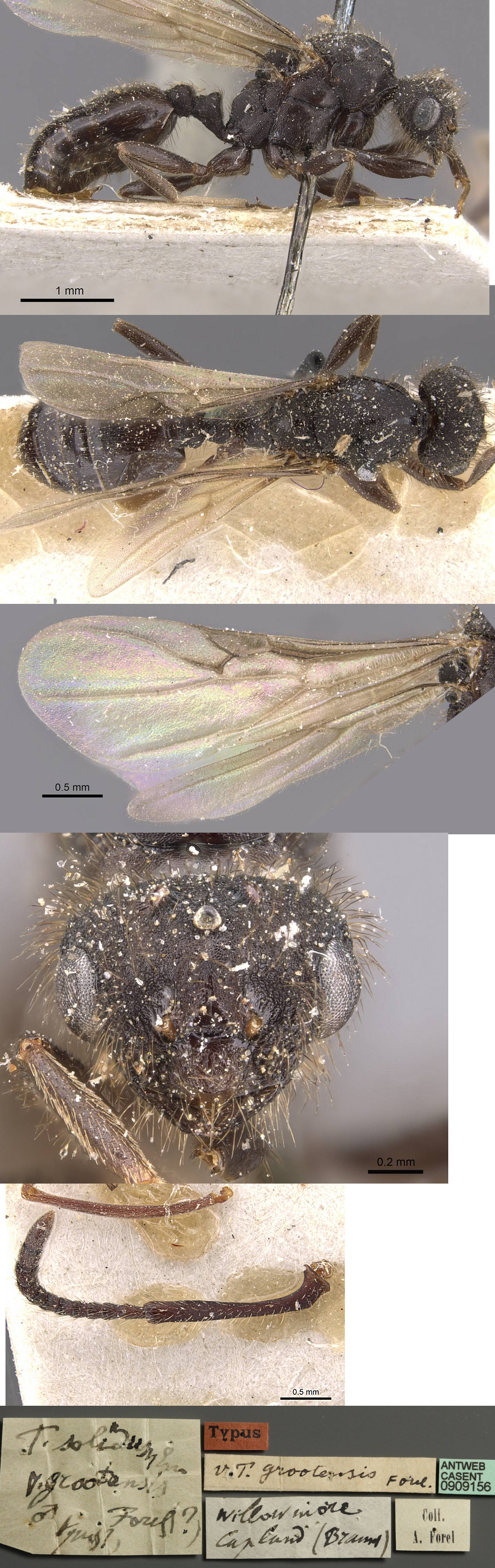 {Tetramorium signatumm male}