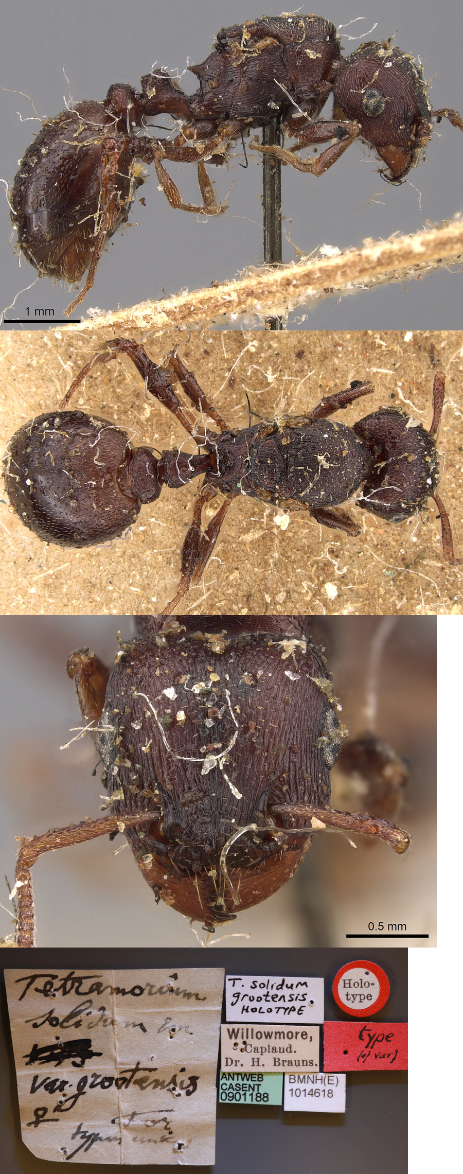 {Tetramorium signatum queen}