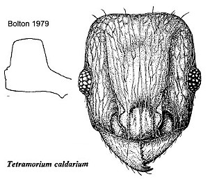 {T caldarium Bolton 1979}