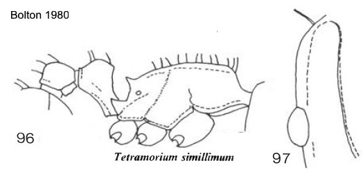 {sub-Saharan form}