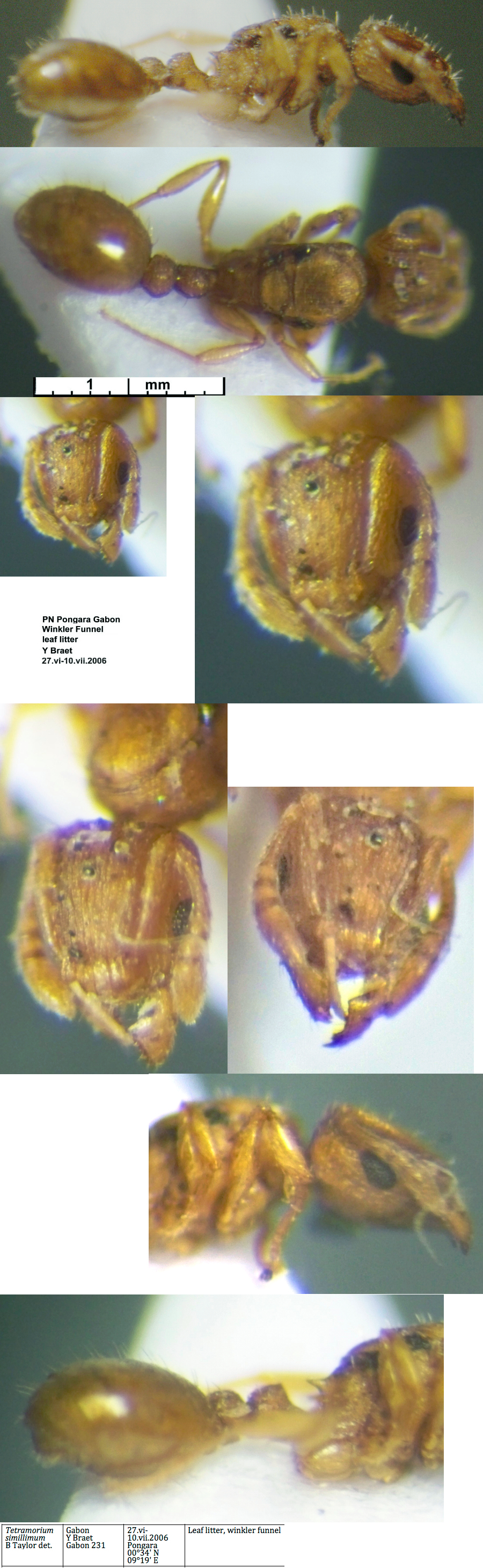 {Tetramorium simillimum queen}