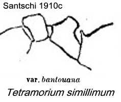 {Tetramorium simillimum bantouana}