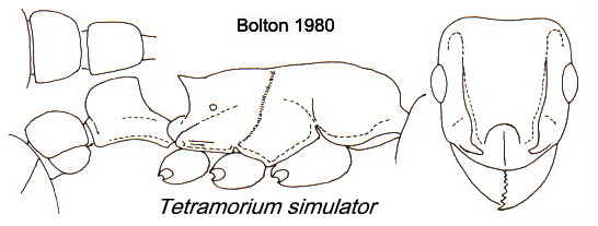 {Tetramorium simulator}