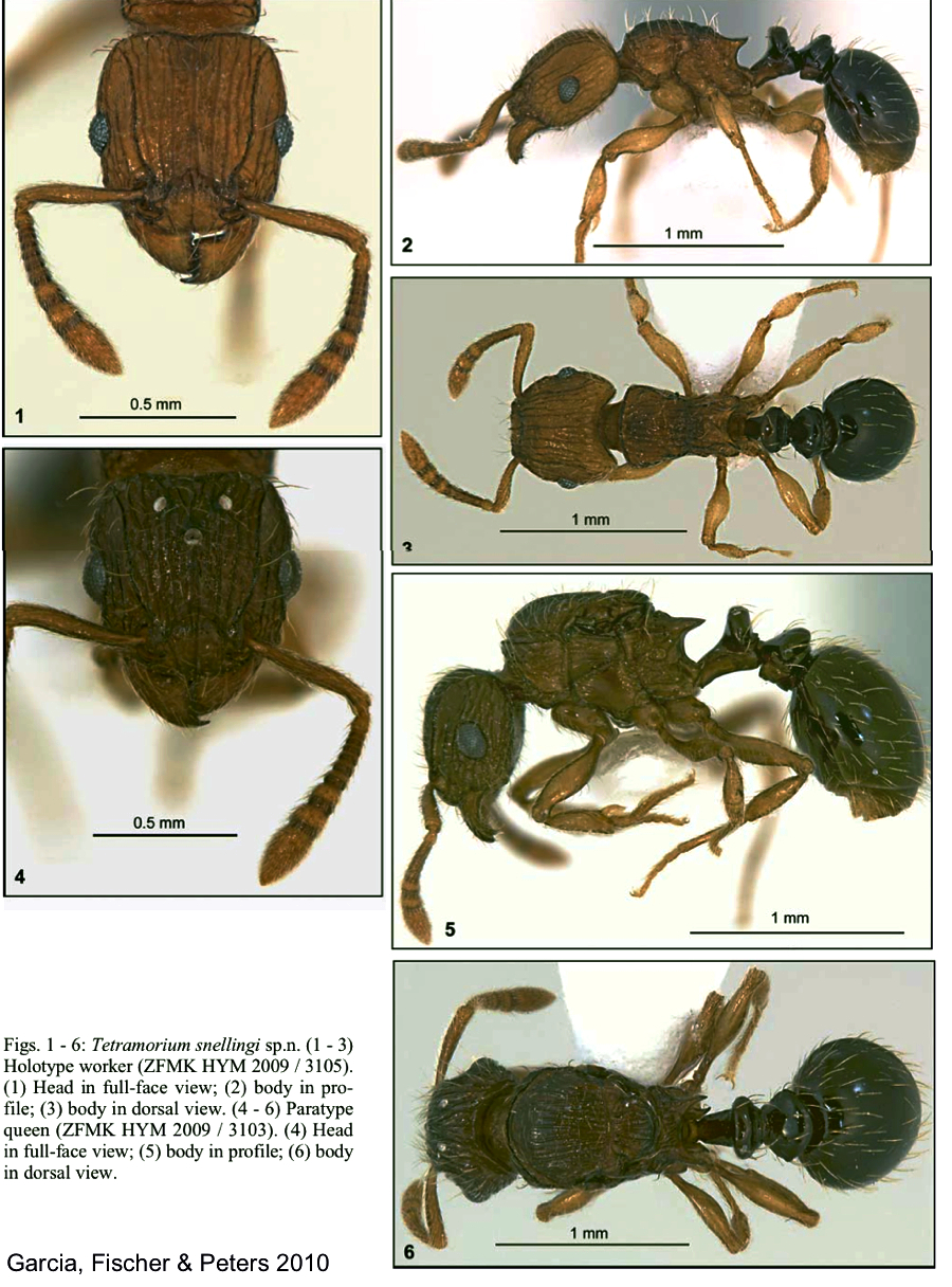 {Tetramorium snellingi}