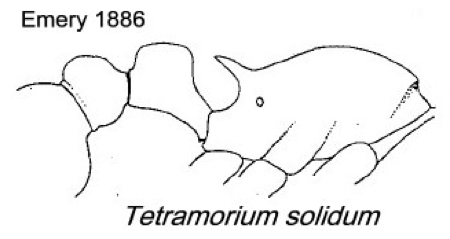 {Tetramorium solidum}