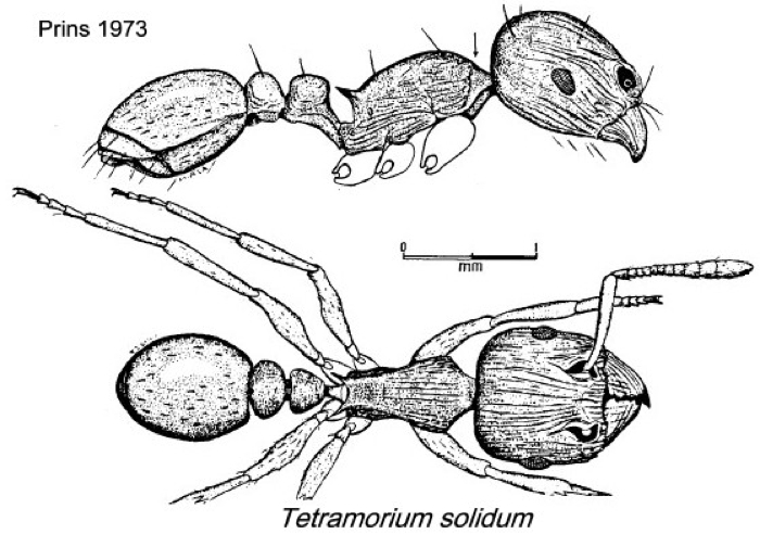 {Tetramorium solidum}