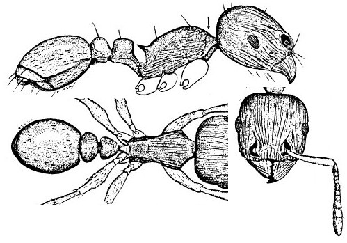 {Tetramorium solidum}