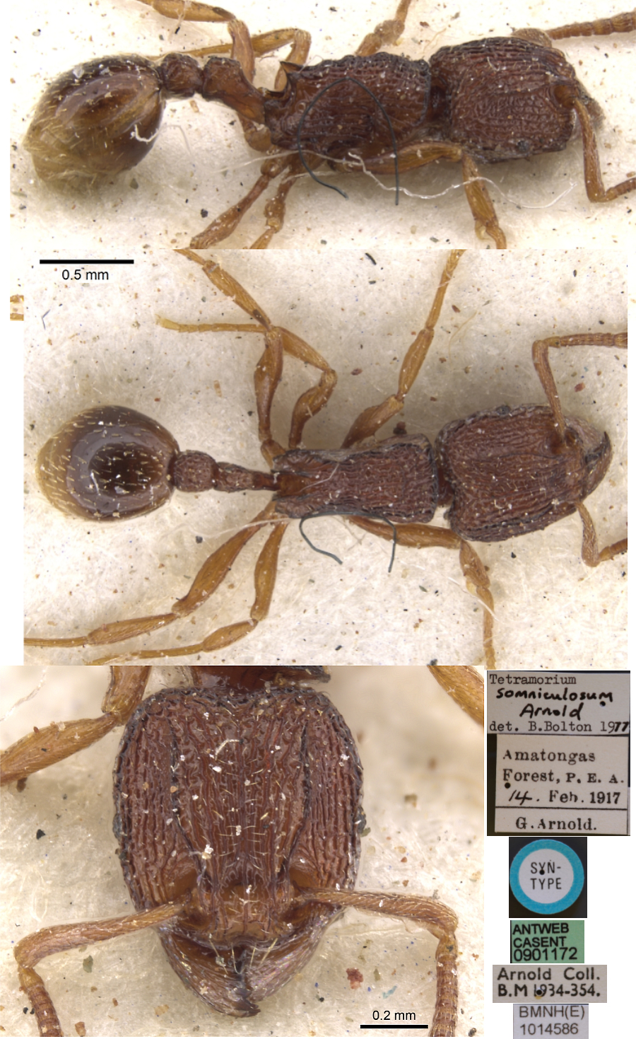 {Tetramorium somniculosum}