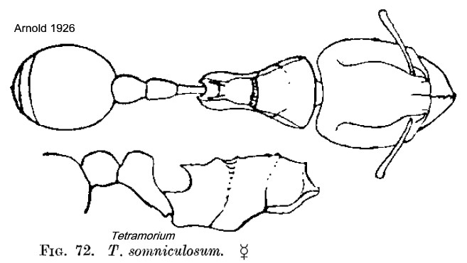 {Tetramorium somniculosum}