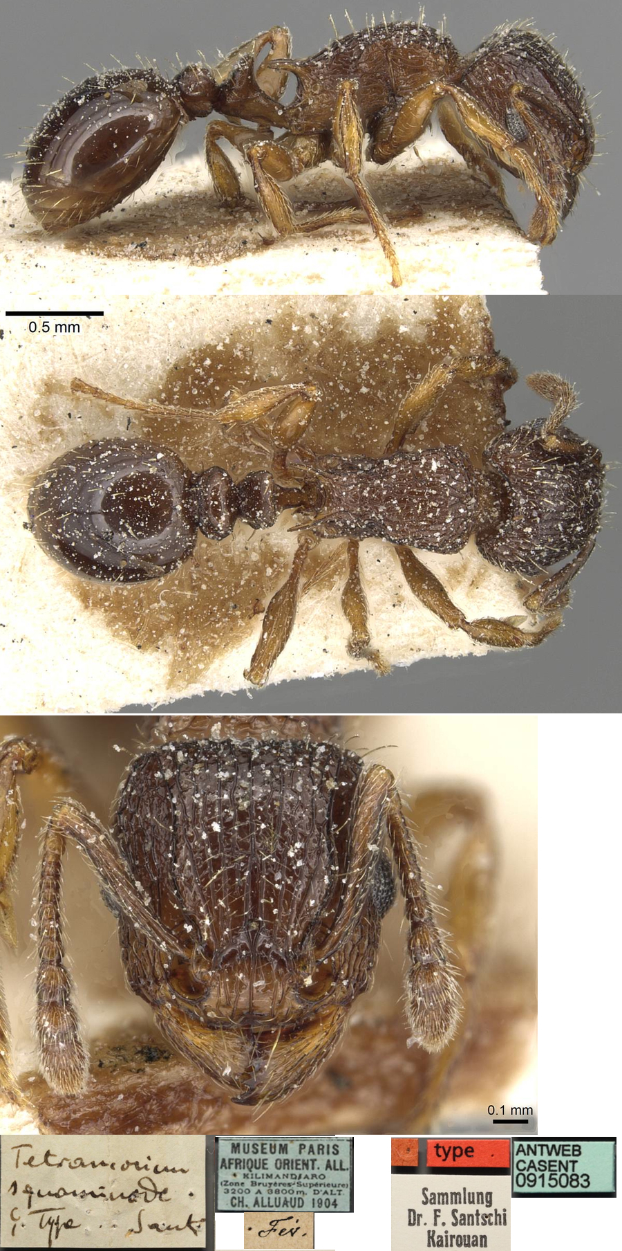 {Tetramorium squaminode}