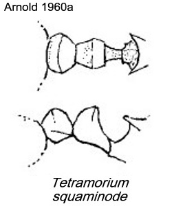 {Tetramorium squaminode}