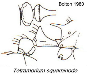 {Tetramorium squaminode}