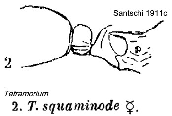 {Tetramorium squaminode}