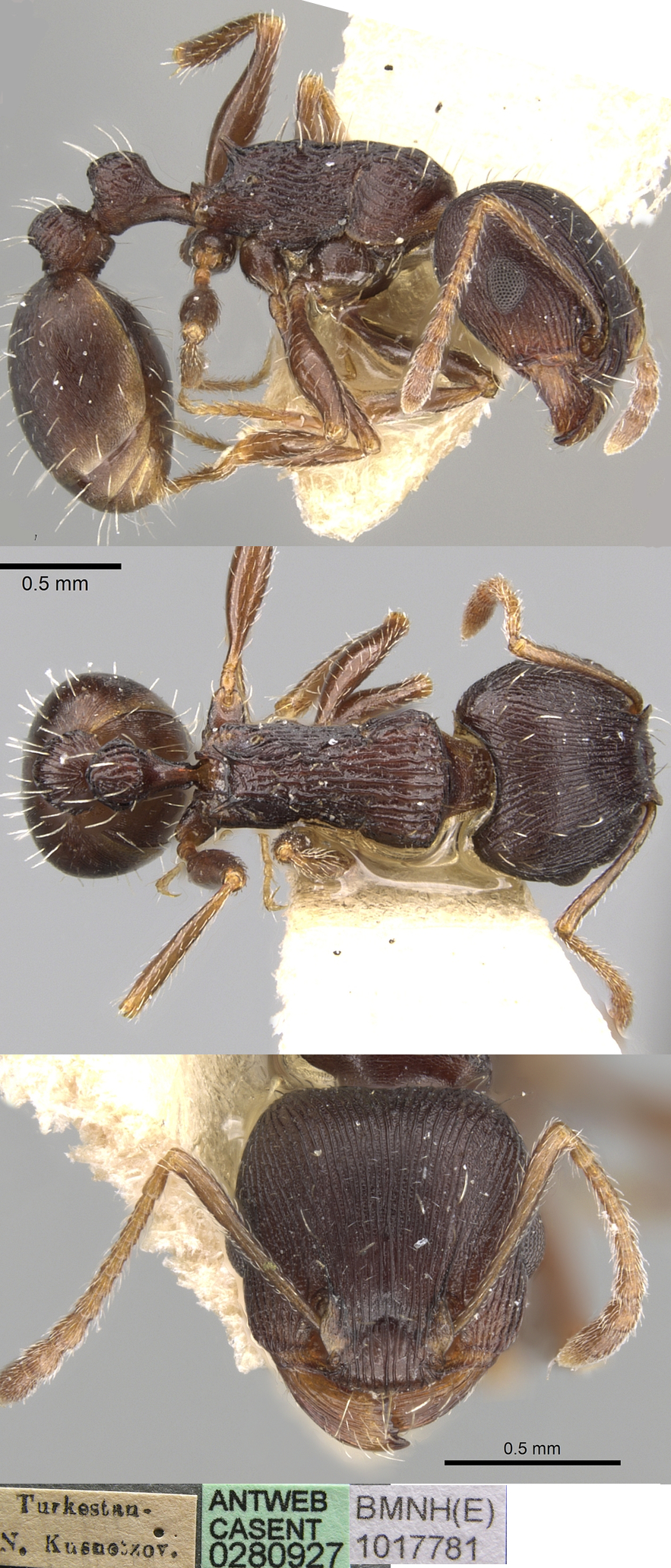 Tetramorium striativentre