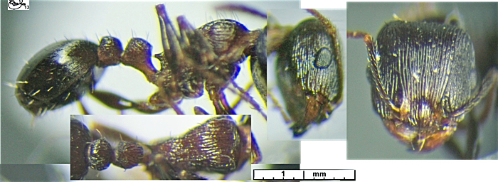 Tetramorium striativentre