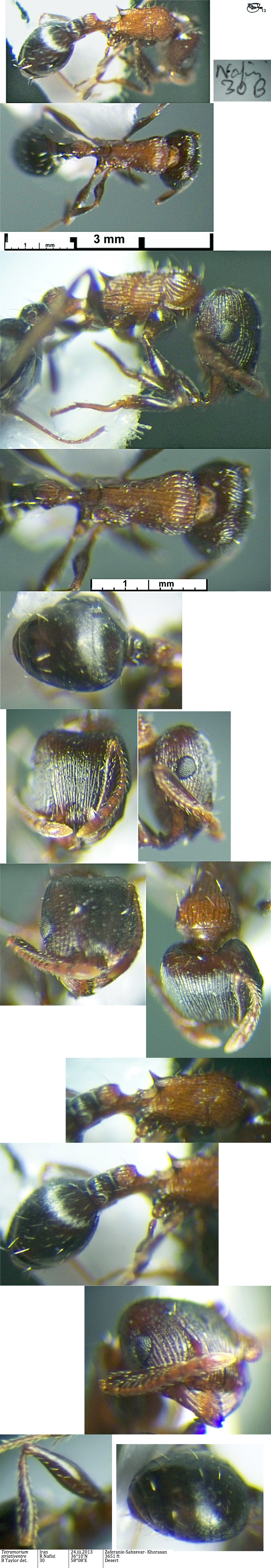 {Tetramorium striativentre}