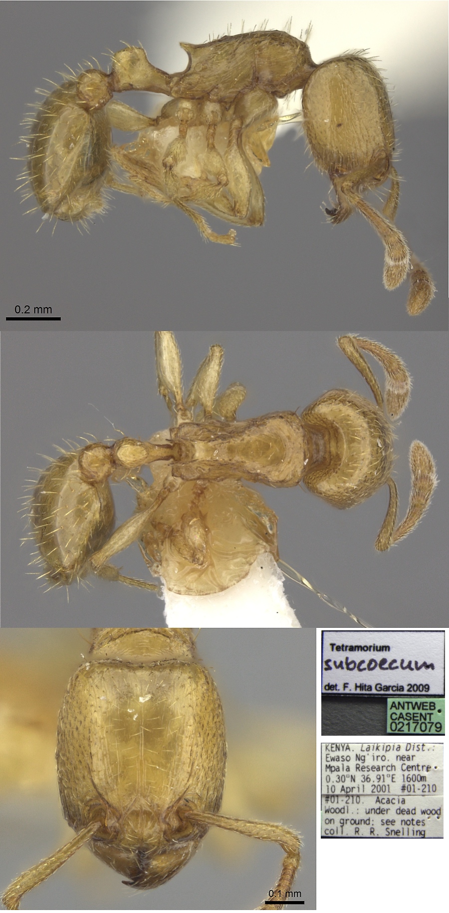 {Tetramorium subcoecum}