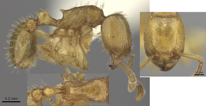 {Tetramorium subcoecum}