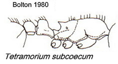 {Tetramorium subcoecum}