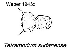 {Tetramorium sudanense}